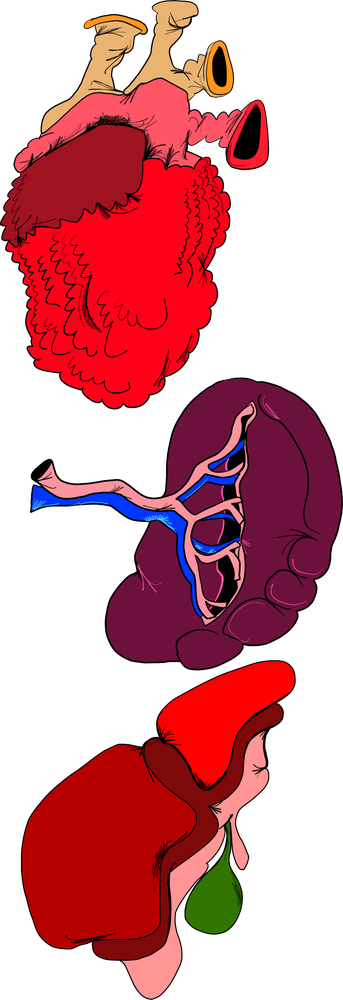 A heart, kidney and liver