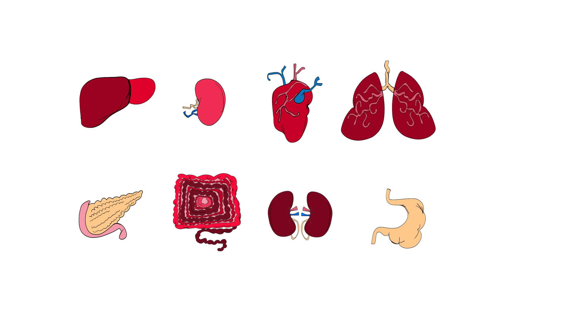Brett Clements' organ chart for the Stein puppet.